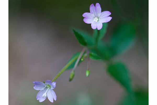 Wierzbownica górska (Epilobium montanum)