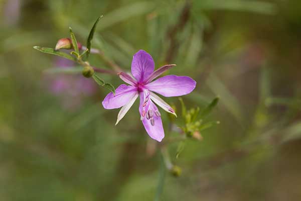 Wierzbownica nadrzeczna (Epilobium dodonaei)