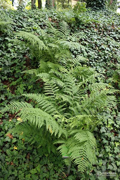 Wietlica samicza (Athyrium filix-femina)