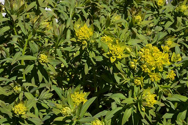 Wilczomlecz błotny (Euphorbia palustris)