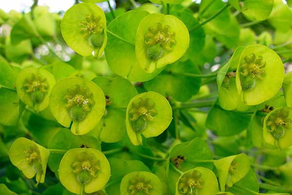 Wilczomlecz migdałolistny (Euphorbia amygdaloides)