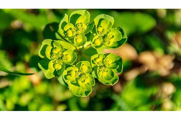 Wilczomlecz obrotny, ostromlecz obrotny, kołowrotek (Euphorbia helioscopia)