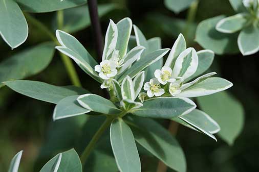 Wilczomlecz obrzeżony (Euphorbia marginata)