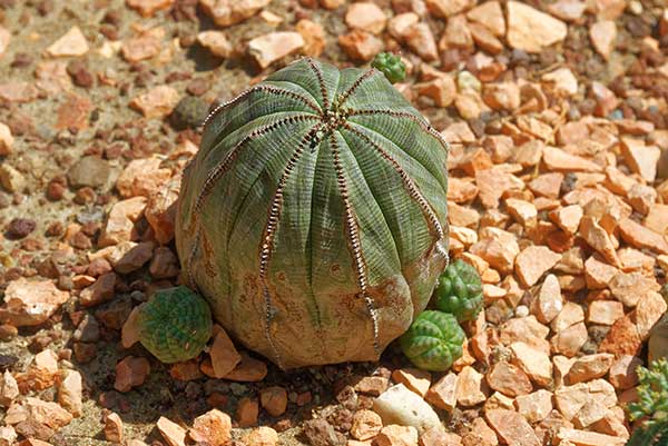 Wilczomlecz opasły (Euphorbia obesa)