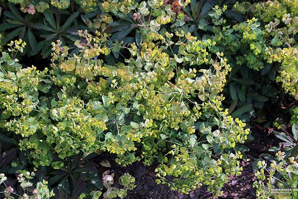 Wilczomlecz pstry, ostromlecz pstry (Euphorbia epithymoides)