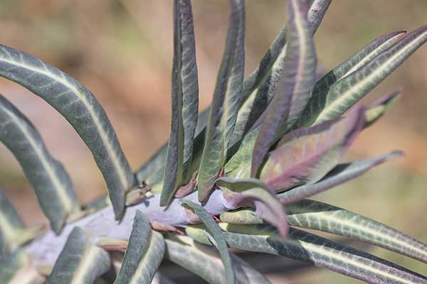 Wilczomlecz skoczek (Euphorbia lathyris)