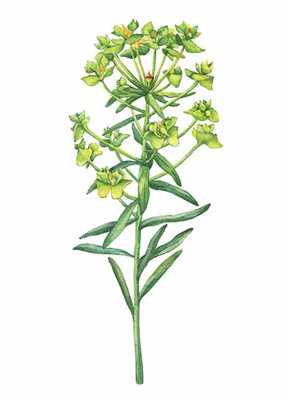 Wilczomlecz sosnka (Euphorbia cyparissias)