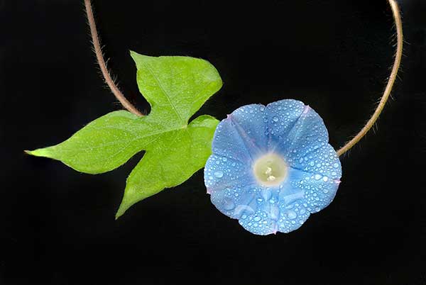 Wilec bluszczowaty (Ipomoea hederacea)