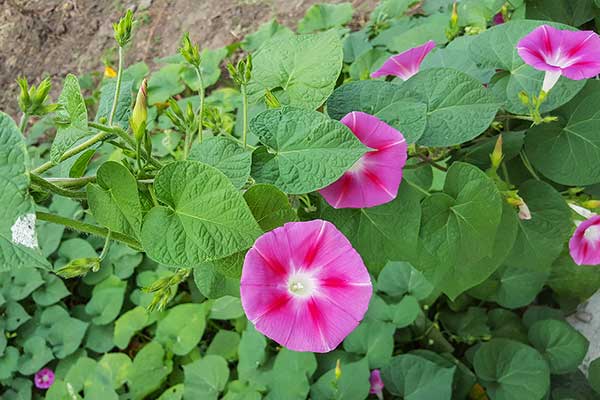 Wilec purpurowy (Ipomoea purpurea)