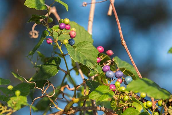 Winnik zmienny (Ampelopsis glandulosa)