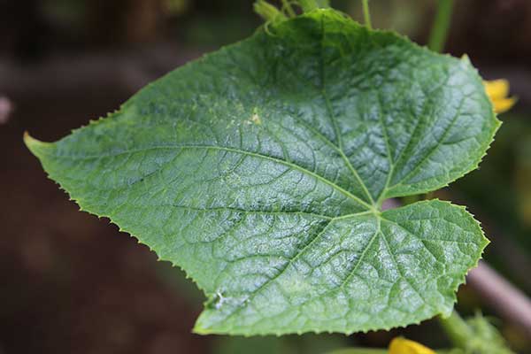 Winorośl pachnąca, winorośl przybrzeżna (Vitis vulpina)