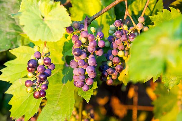 Winorośl właściwa (Vitis vinifera)