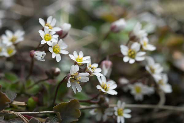 Wiosnówka pospolita (Erophila verna)