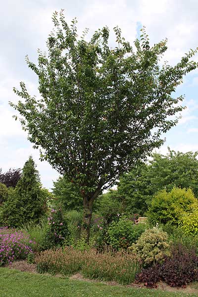 Wiśnia japońska, wiśnia piłkowana (Prunus serrulata)