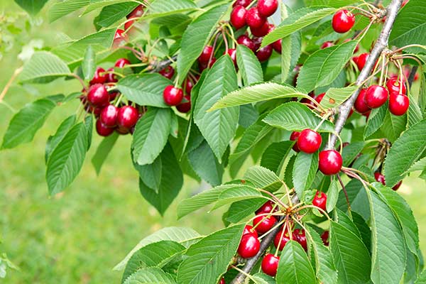 Wiśnia ptasia, czereśnia, trześnia (Prunus avium)