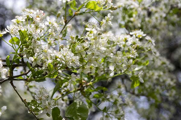 Wiśnia wonna, antypka (Prunus mahaleb)