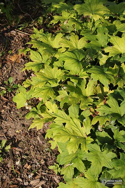 Wodolist kanadyjski, czerpatka kanadyjska (Hydrophyllum canadense)
