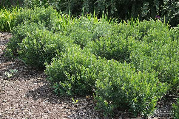 Woskownica europejska (Myrica gale)