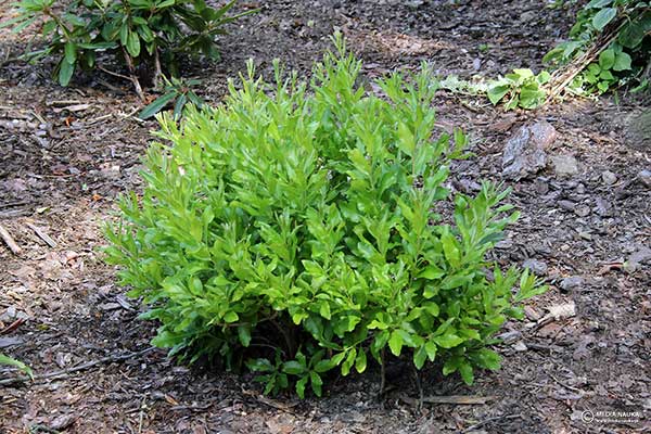 Woskownica pensylwańska (Myrica pensylvanica)