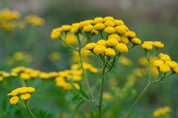 Wrotycz zwyczajny, wrotycz pospolity (Tanacetum vulgare)