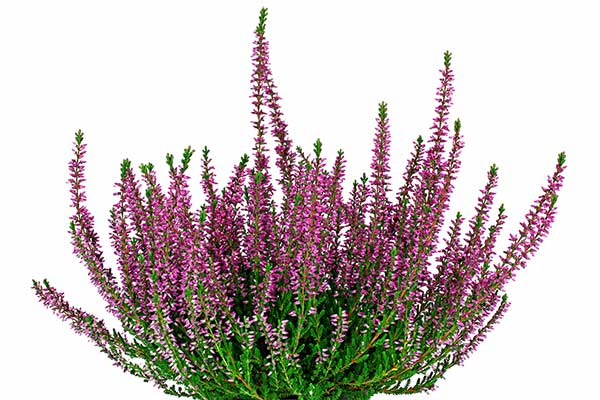 Wrzos zwyczajny (Calluna vulgaris)