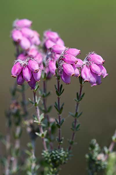 Wrzosiec bagienny (Erica tetralix)