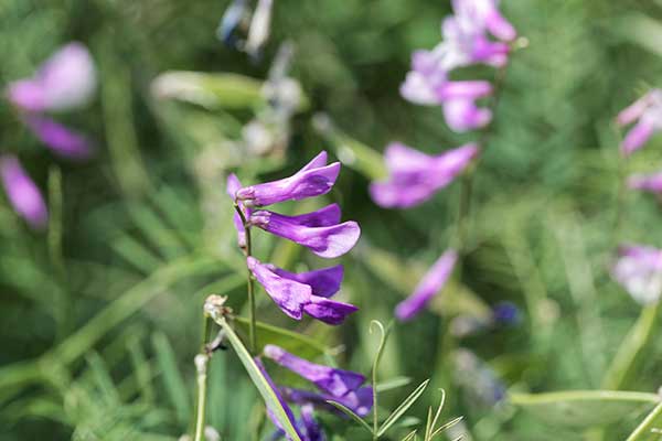 Wyka długożagielkowa (Vicia tenuifolia)