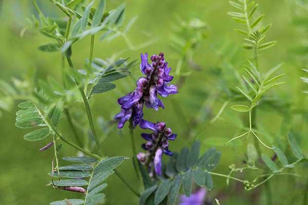 Wyka kosmata, wyka ozima (Vicia villosa)