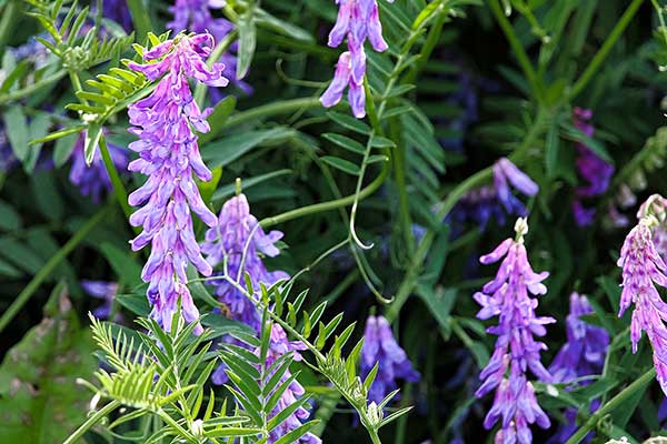 Wyka ptasia (Vicia cracca)