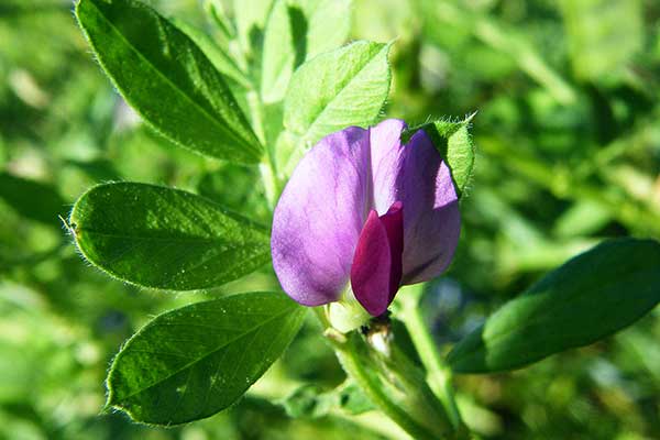 Wyka siewna (Vicia sativa)