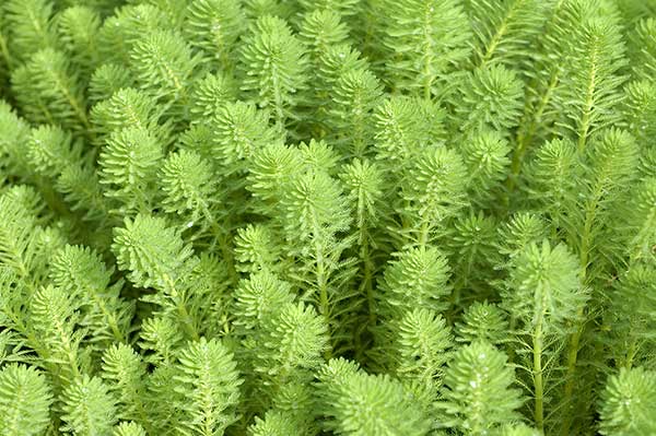 Wywłócznik brazylijski (Myriophyllum aquaticum)