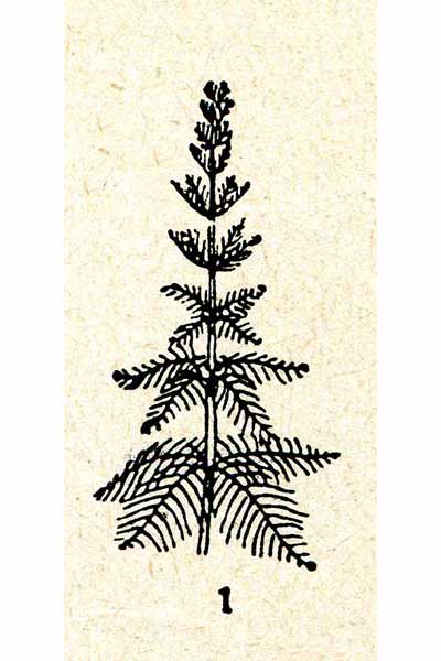 Wywłócznik okółkowy (Myriophyllum verticillatum)