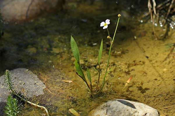 Żabienica jaskrowata (Baldellia ranunculoides)