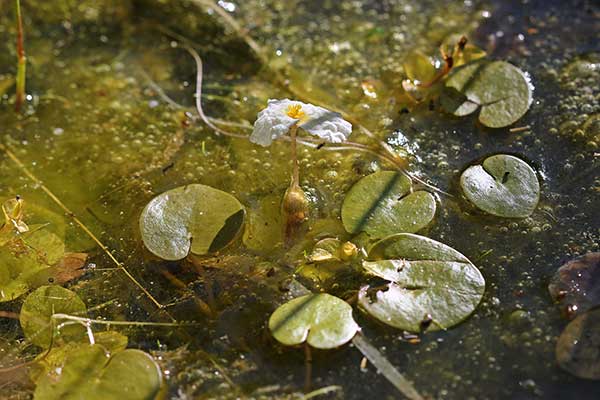 Żabiściek pływający (Hydrocharis morsus-ranae)