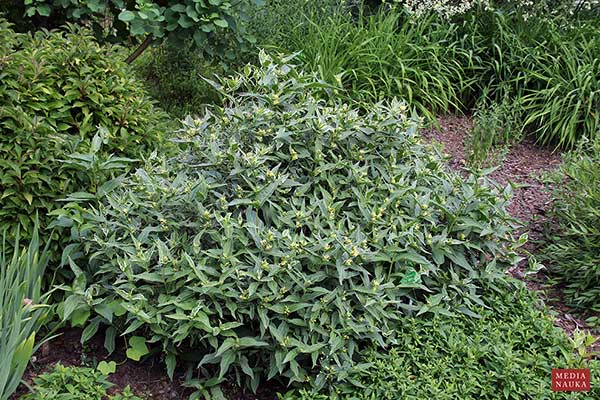 Zadrzewnia krótkoogonkowa (Diervilla sessilifolia)