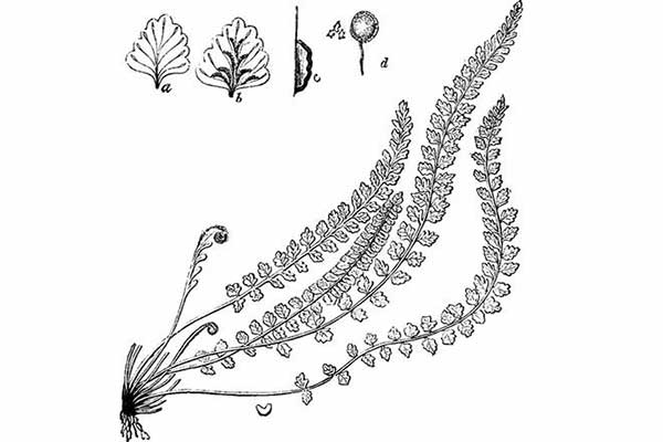 Zanokcica zielona (Asplenium viride)