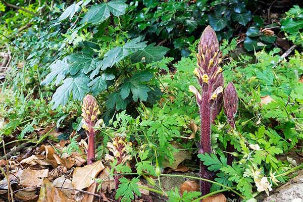 Zaraza bluszczowa (Orobanche hederae)