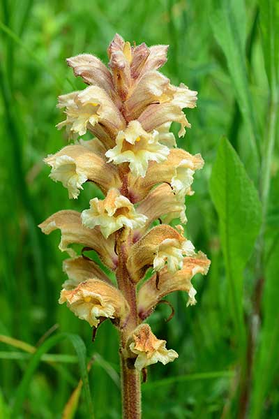 Zaraza czerwonawa (Orobanche lutea)