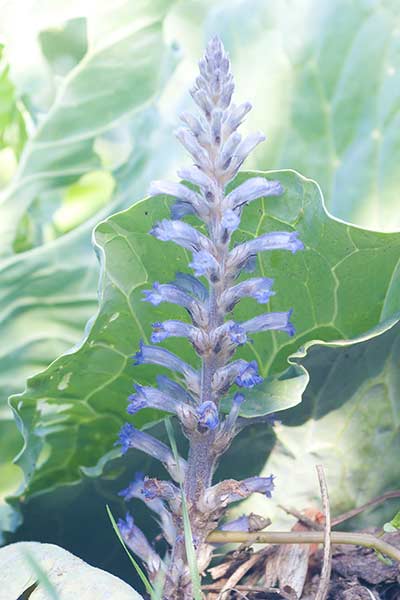 Zaraza gałęzista (Orobanche ramosa)