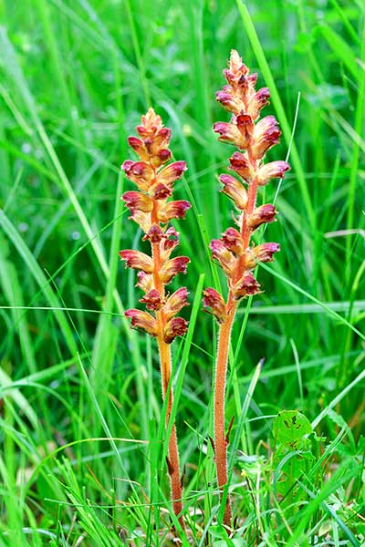 Zaraza krwistoczerwona (Orobanche gracilis)