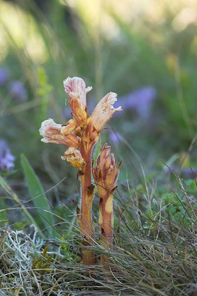 Zaraza macierzankowa (Orobanche alba)