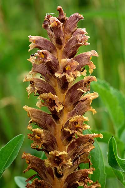 Zaraza wielka (Orobanche elatior)