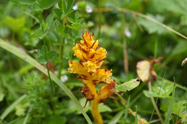 Zaraza żółta (Orobanche flava)