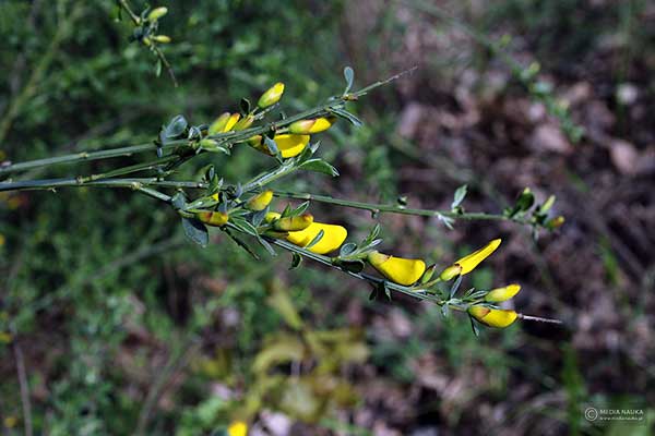 Żarnowiec miotlasty (Sarothamnus scoparius)