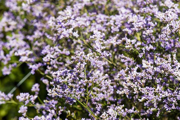 Zatrwian szerokolistny (Limonium latifolium)