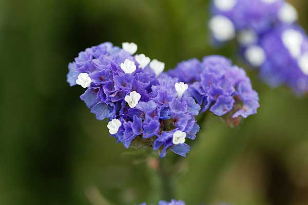 Zatrwian wrębny (Limonium sinuatum)