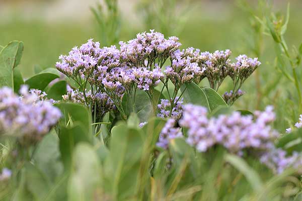 Zatrwian zwyczajny (Limonium vulgare)