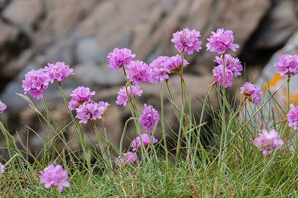 Zawciąg pospolity, zawciąg nadmorski, laseczki (Armeria maritima)