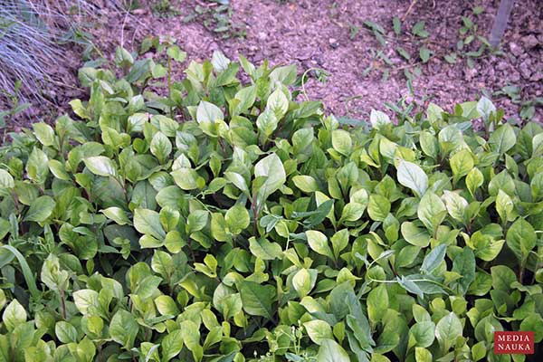 Zawciągowiec zwyczajny (Ceratostigma plumbaginoides)