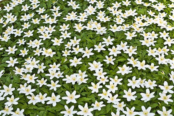 Zawilec gajowy (Anemone nemorosa)